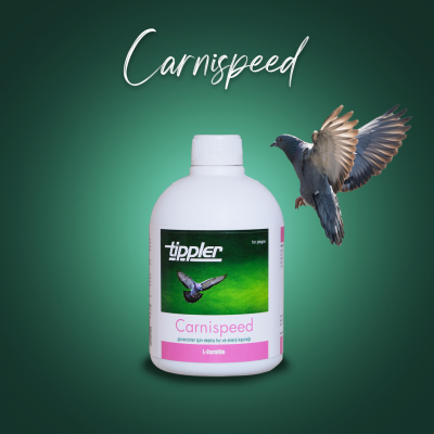 Carnispeed